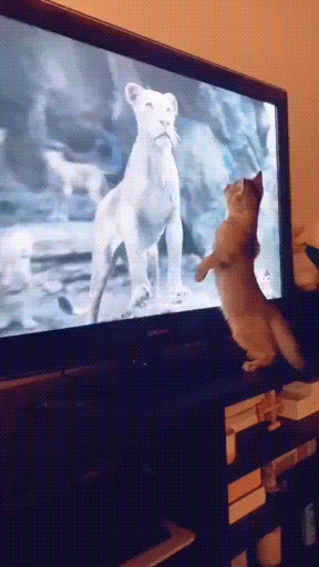 zlions.gif