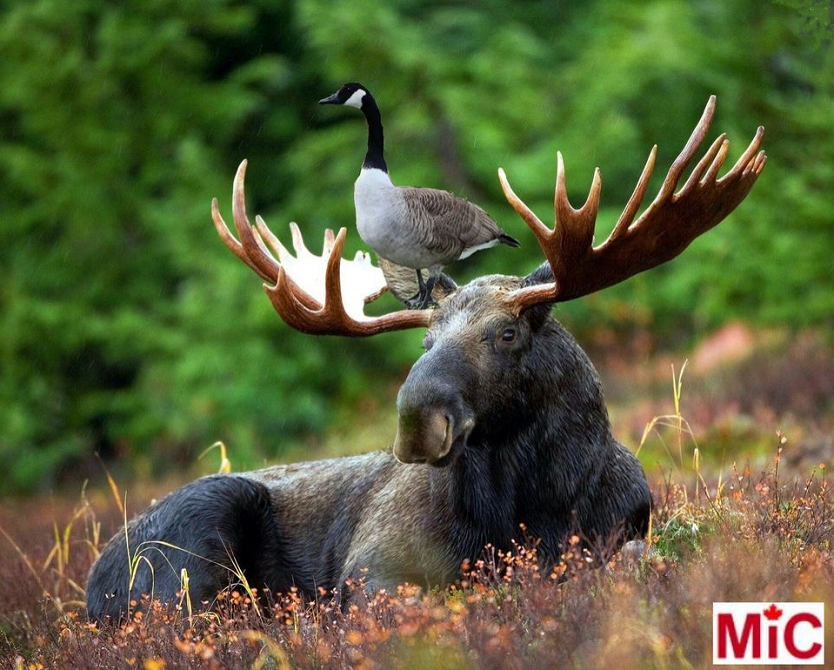 zmoose.png
