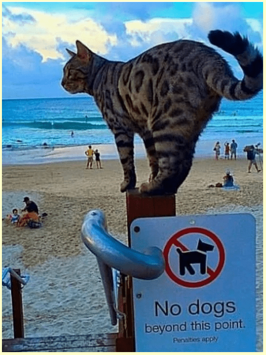 znodogs.png