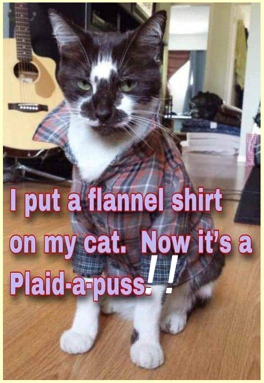 zplaid-a-puss copy.jpg