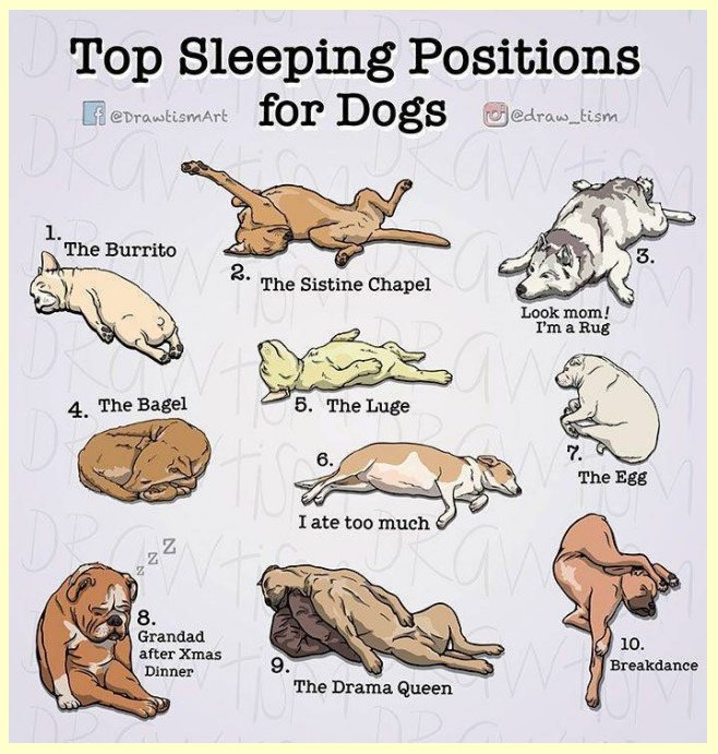 zsleepingdogs.jpg