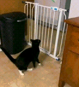 ZST-10.gif
