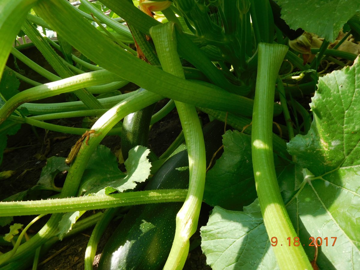 Zucchini I found, #1, 09-18-17.jpg