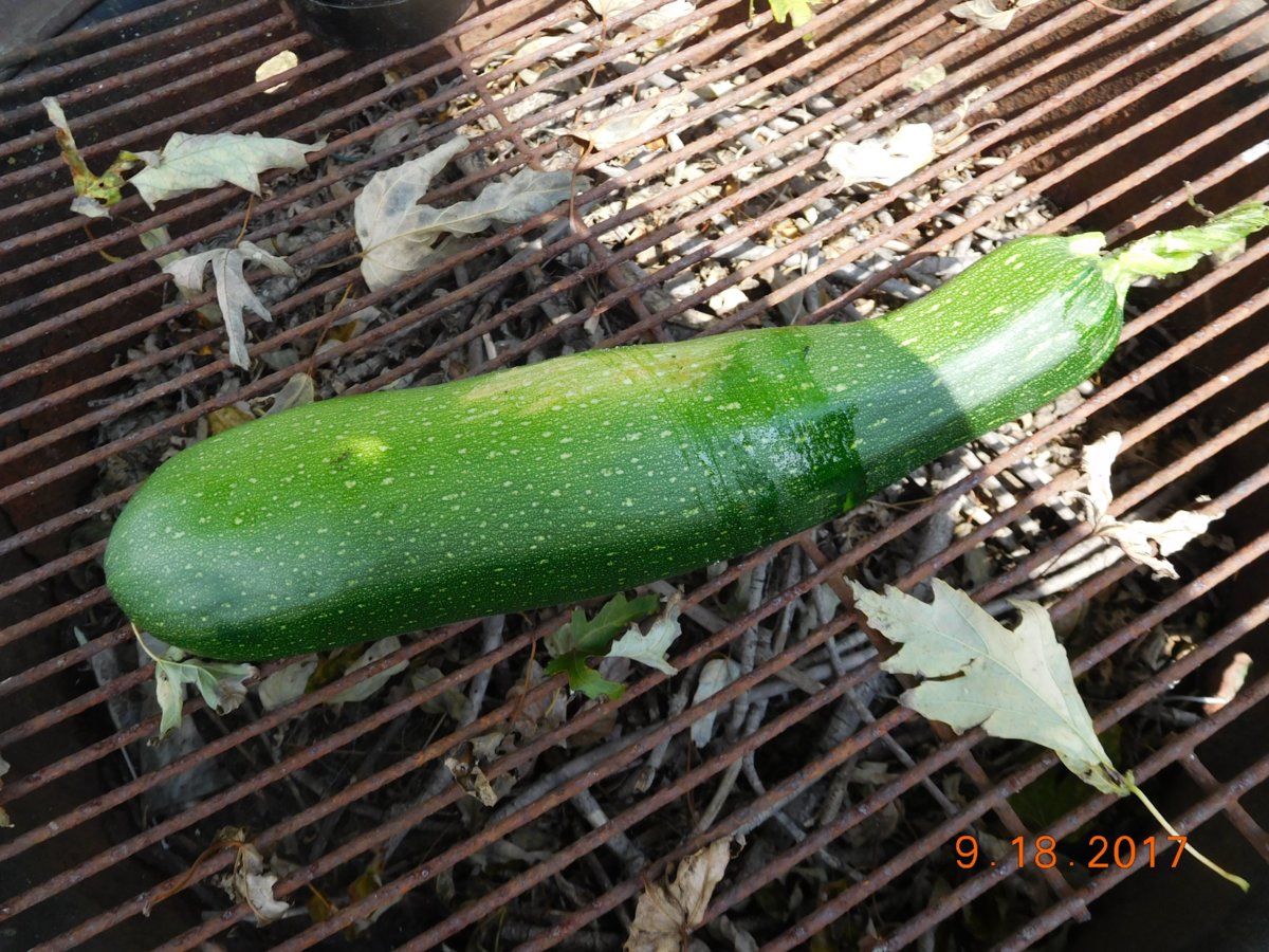 Zucchini I found, #2, 09-18-17.jpg