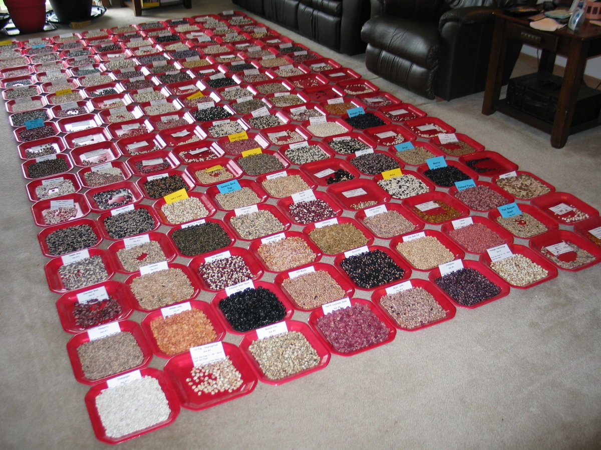 ZV-Bean Plates -#2-2019.JPG