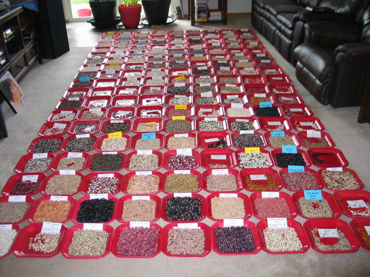 ZV-Bean Plates -#3-2019.JPG