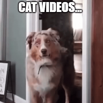 zvideos.gif