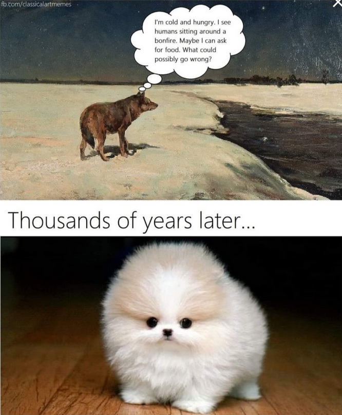 zwolf.png