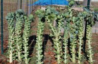 DSC_0001.JPG DSC_0001.JPG