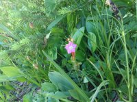 IMG_0506.JPG IMG_0506.JPG