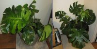 split-leaf-plants-2.jpg