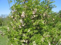popcorn tree.JPG