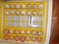Eggs in Incubator.JPG