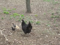 chickenHilda W: babies.JPG