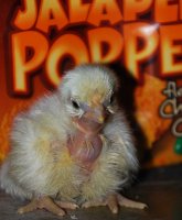 DSC_0869_edited-1.jpg