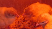 Livestock 2015-2016 013.JPG