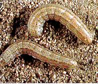 cutworms.jpg