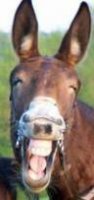 braying mule.jpg