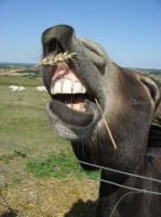 laughing mule.jpg laughing mule.jpg