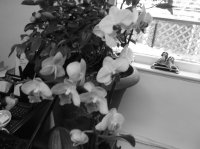 DSCF0415.JPG
