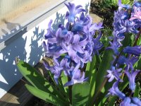 hyacinth-blue.jpg