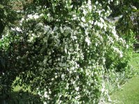 Mock orange 08.JPG