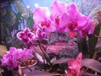 IMG_9949.JPG