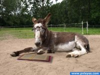 intelligent donkey.jpg