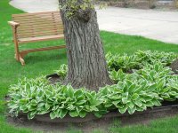 hosta around trees.JPG