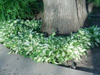 Oak w:hosta2.JPG