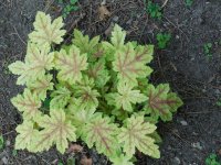 heuchera.JPG