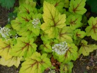 Heuchera4.JPG