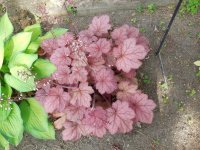 heuchera1.JPG