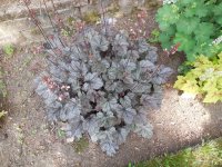 Heuchera3.JPG