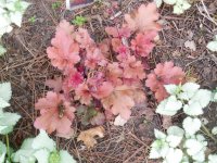 Heuchera5.JPG