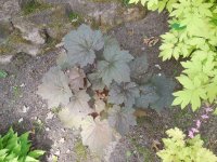 Heuchera 7.JPG