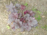 Heuchera6.JPG