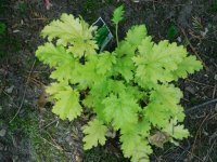 Heuchera12.JPG