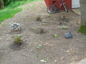 hosta amphibian guards.JPG