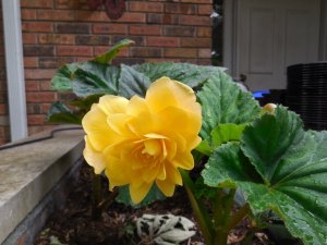 Begonia yellow.JPG