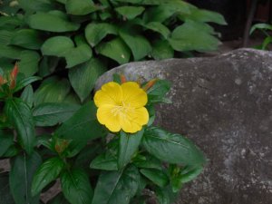 primrose first yellow.JPG