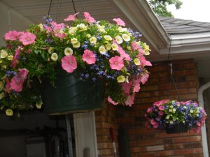 basket hanging.JPG