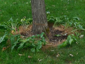 hosta-transplants.JPG