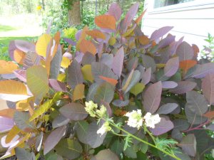 SUNSET, tOES, FLOWERS 021.JPG