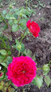 IMG_20160611_063921892.jpg