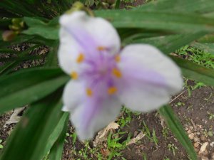 tradescantia - pink:white.JPG tradescantia - pink:white.JPG