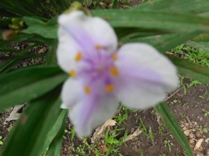 tradescantia - pink:white.JPG