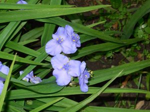 Tradescantia blue.JPG Tradescantia blue.JPG