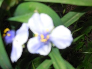 tradescantia blue:white.JPG tradescantia blue:white.JPG