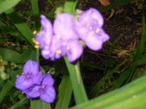 Tradescantia pink.JPG Tradescantia pink.JPG